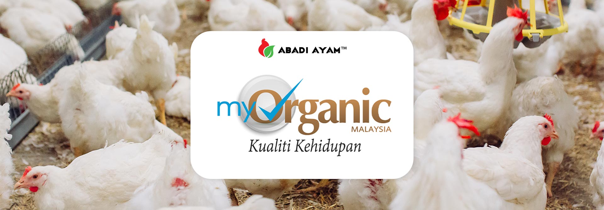 Coconut Chicken Malaysia Organic Chicken Malaysia Fresh Chicken